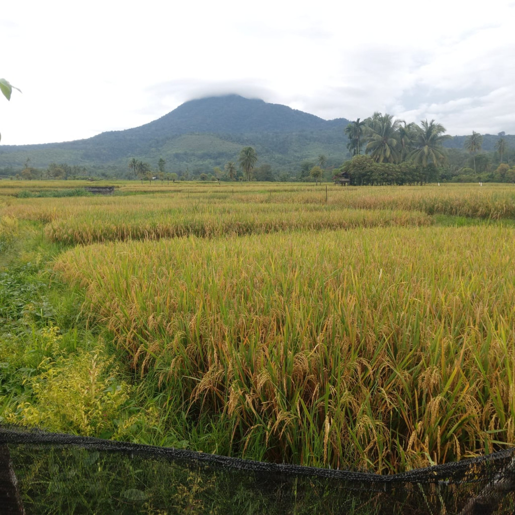 Pemandangan alam yang indah.